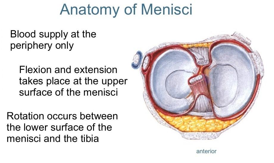 Anatomy of the meniscus-1-min
