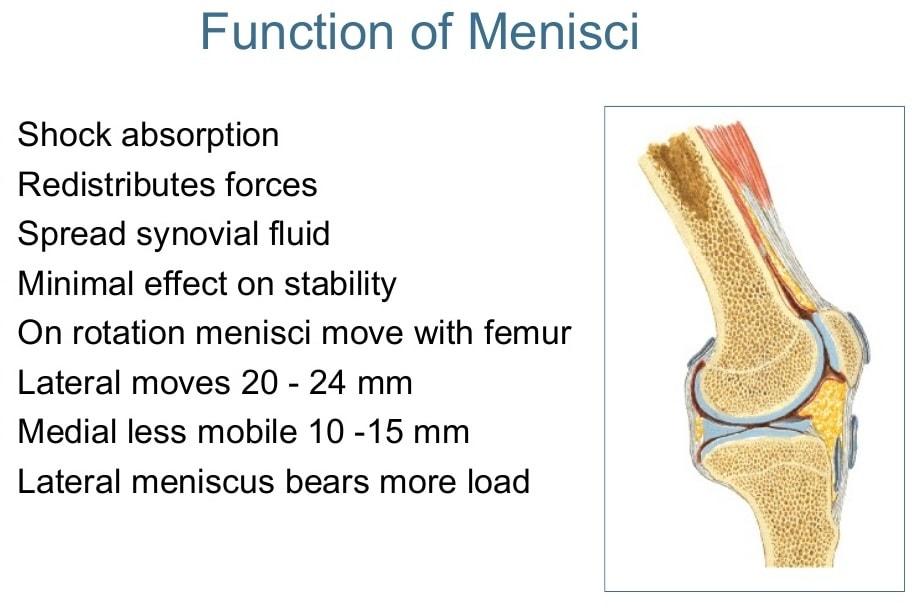 Functions of the menisci-min