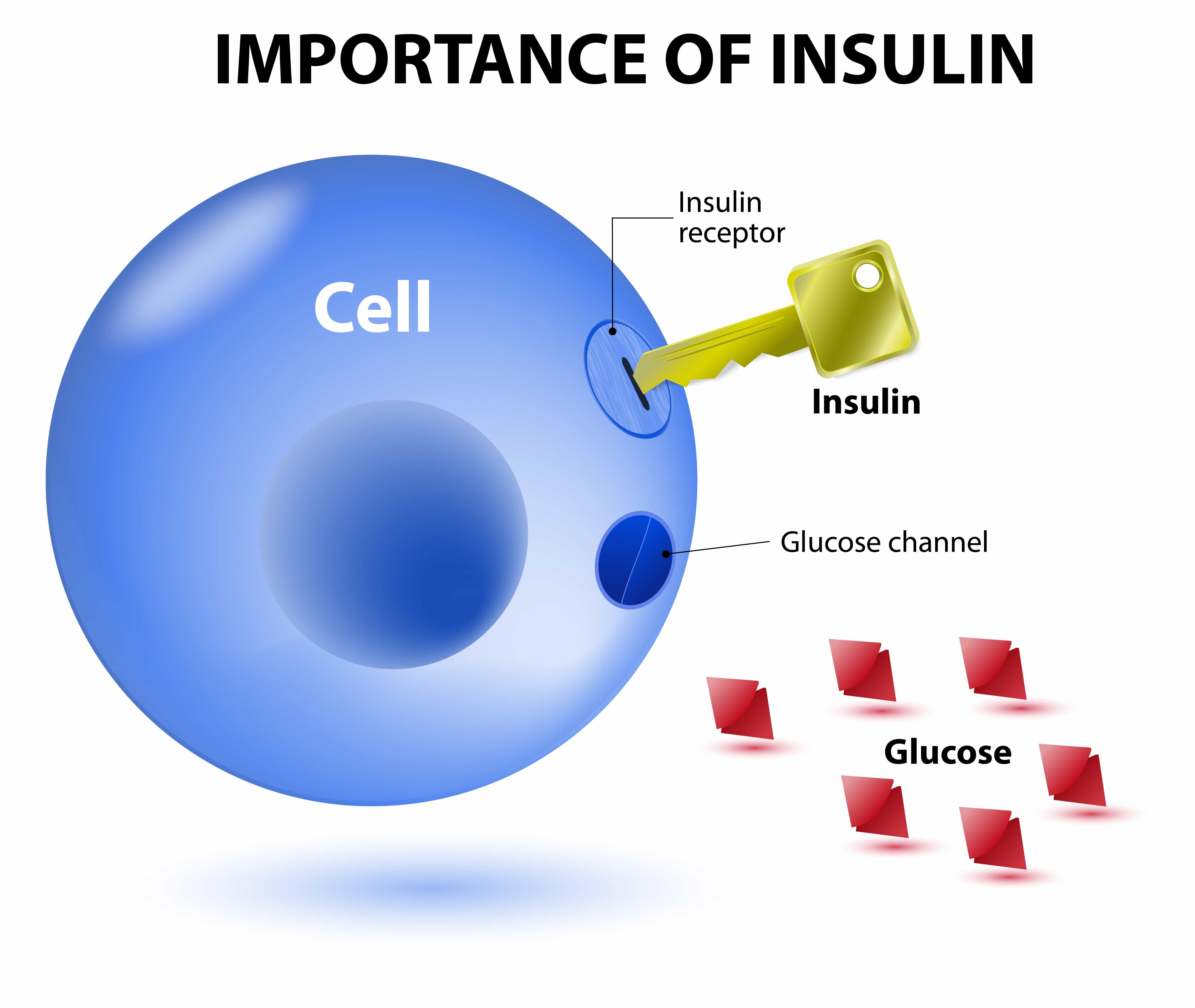 Insulin receptors-min