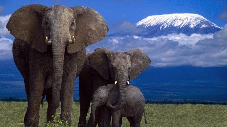 Kilimanjaro--elephants-min-40