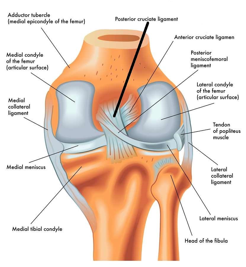 anatomy of the posterior of the right knee in extension