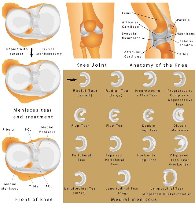 Meniscus Anatomy -min-15