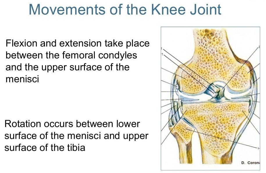 Movements at the knee joint-min