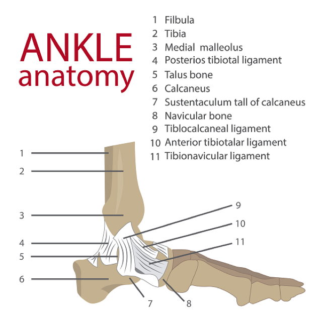 Ankle anatomy is complex
