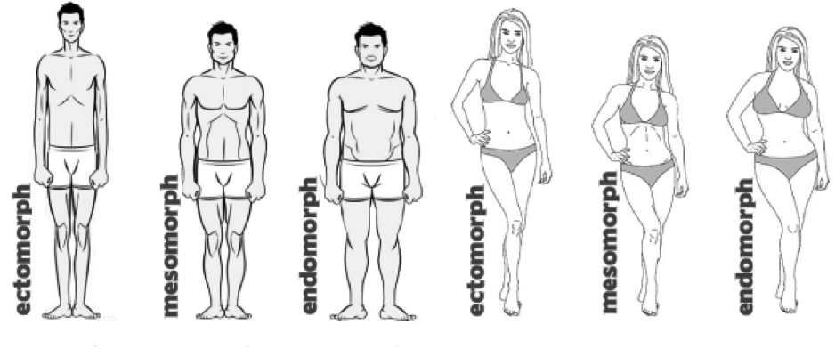 body-shapes