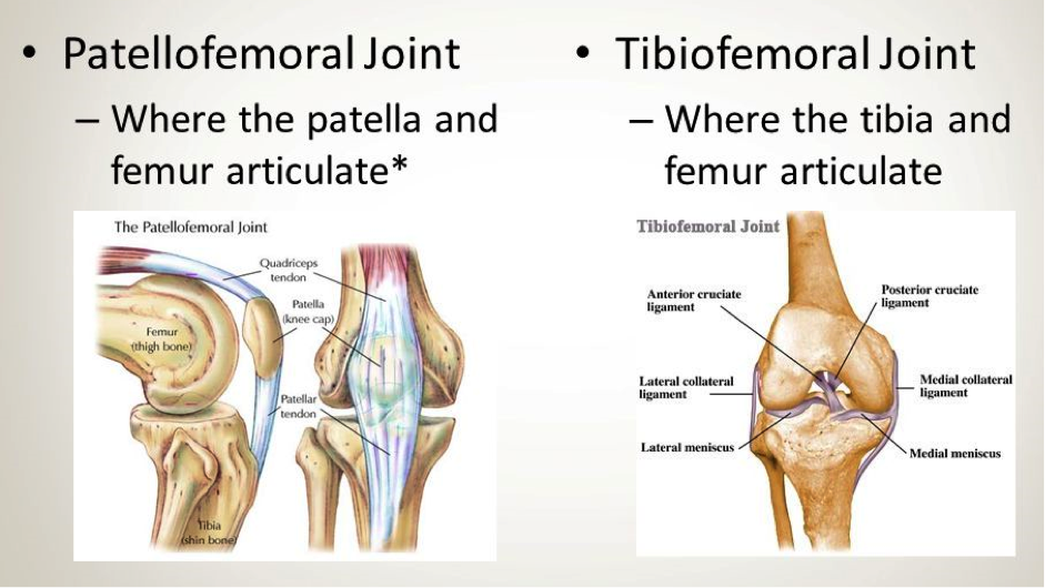 SQUATTING AND THE KNEES and ACL Injury Risks