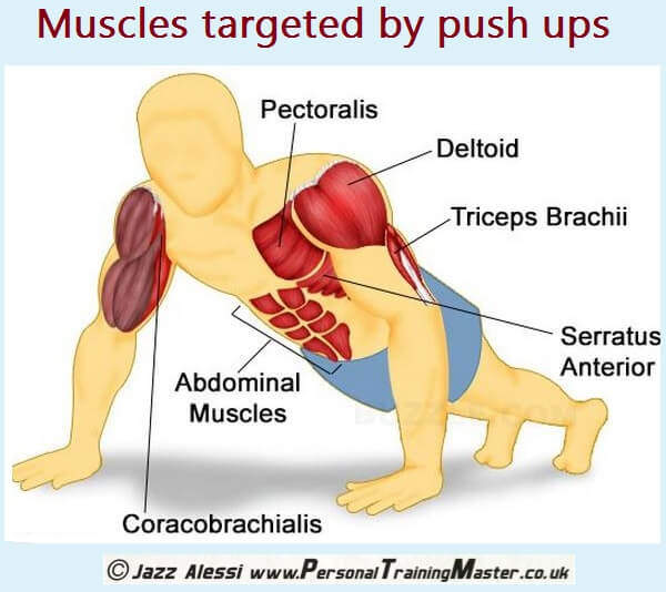 Muscles Targeted by Push Ups