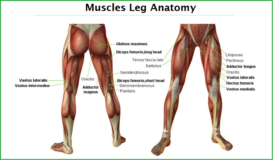 Muscles Led Anatomy