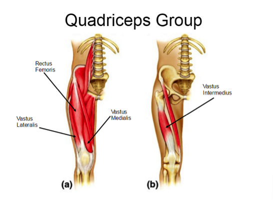 Knee anatomy