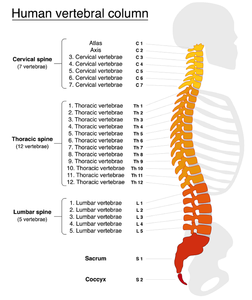 SQUATTING AND THE SPINE