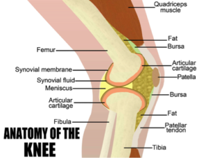 anatomyofknee