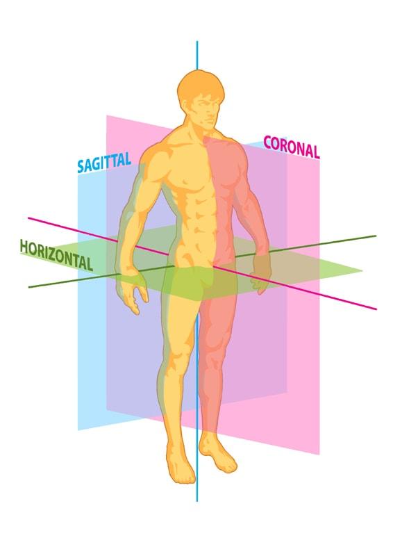 sagittal, coronal or frontal and transverse plan of motion