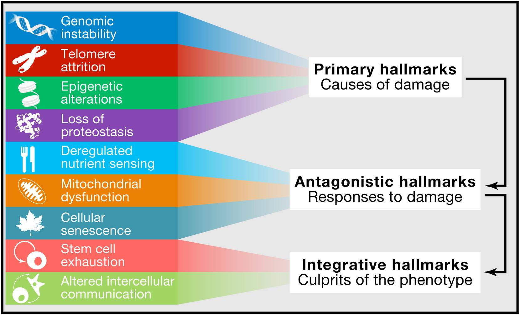 Potential mechanisms of ageing