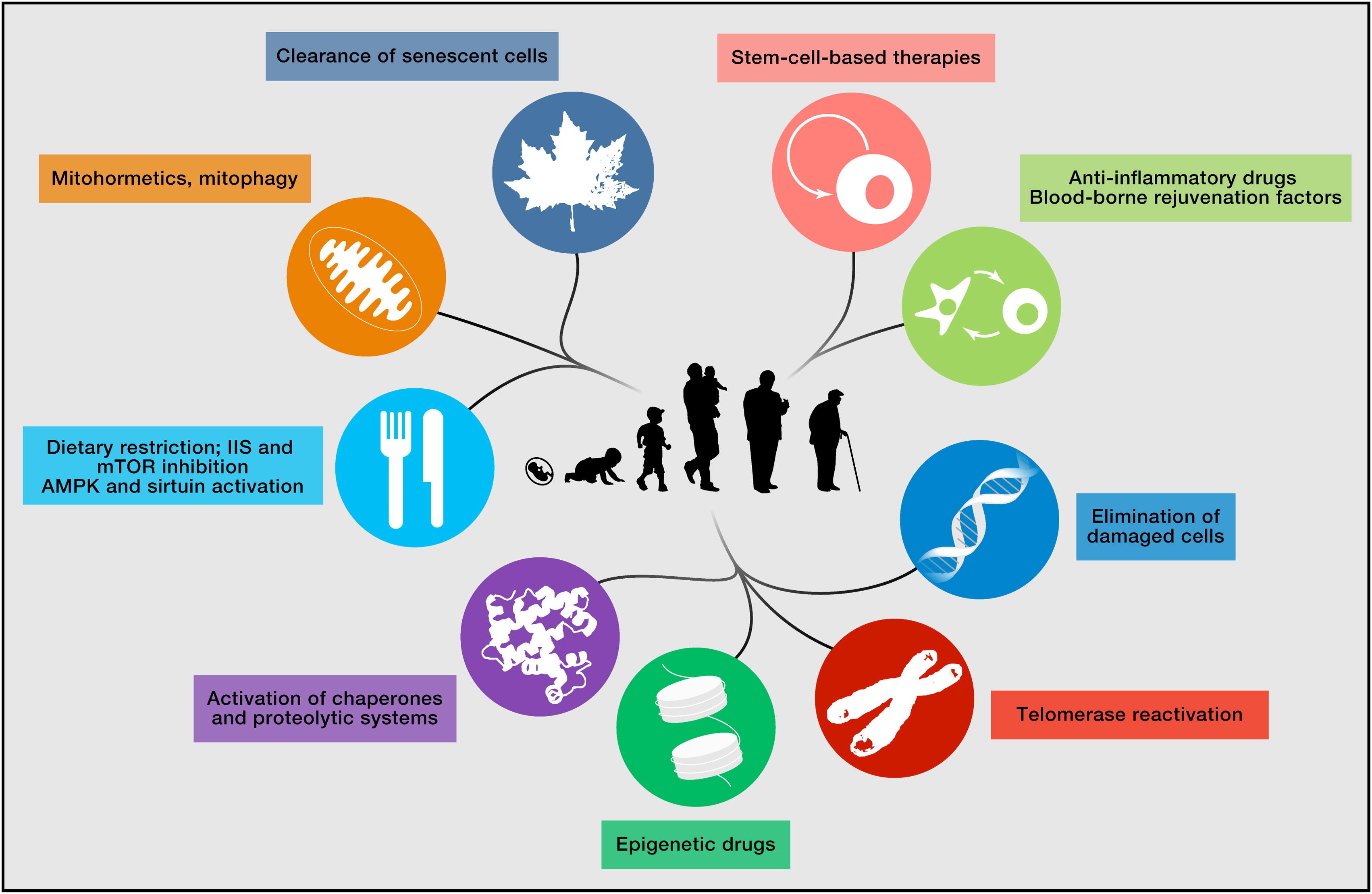 Interventions that Might Extend Human Healthspan