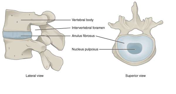 Intervertebral Disc Structure
