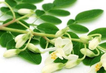 Moringa-70-min-80-min