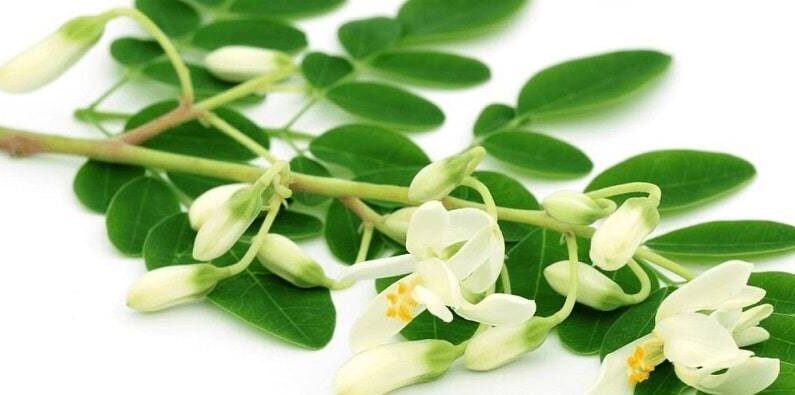 Moringa-70-min-80-min