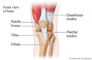 Tendons of the knee