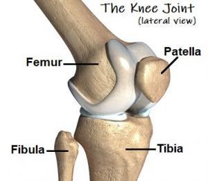 knee bones anatomy