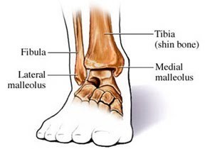 Ankle Joint