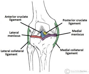LIGAMENTS
