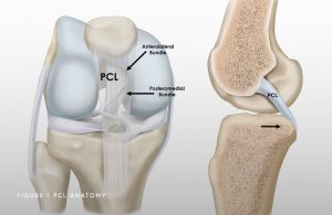 Posterior Cruciate Ligament