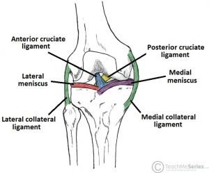 Knee Ligaments Injuries Rehabilitation