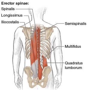 The 3 major muscle groups in your back