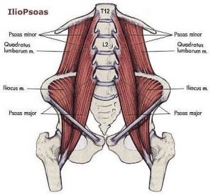Flexor muscles: