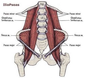 Flexor muscles: