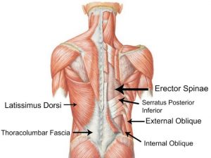 Oblique muscles