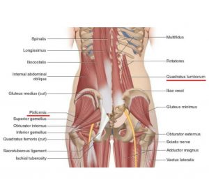 Quadratus Lumborum