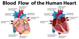 Cardiac Rehab