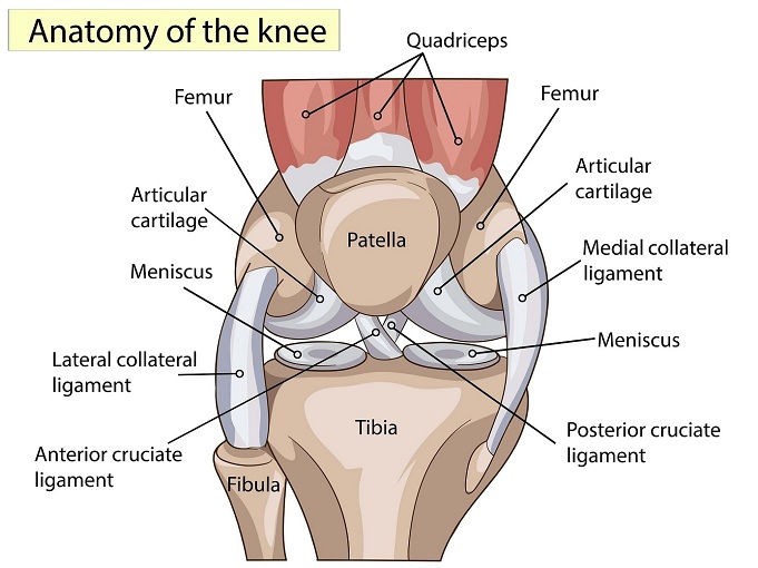 Anatomy of the Knee