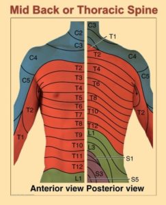 Yoga for Mid Back or Thoracic Spine